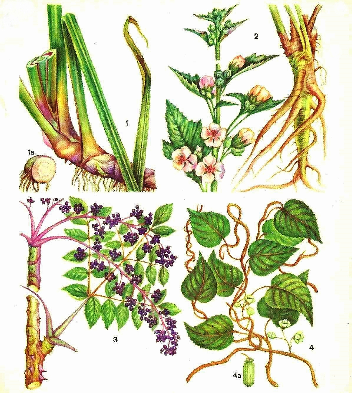 1 - аир обыкновенный (а - корневище); 2 - алтей лекарственный; 3 - аралия маньчжурская; 4 - актинидия коломикта (а - плод)