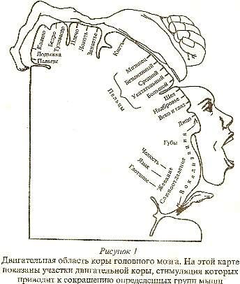 Двигательная область коры головного мозга.